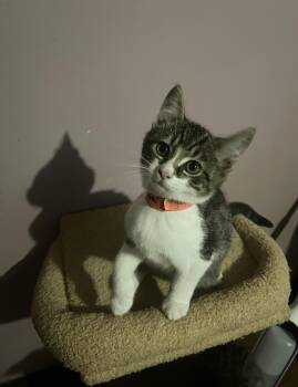 Oliver -  Domestic Short Hair Cat for Adoption in Belchertown, Massachusetts - Oliver | PetCurious