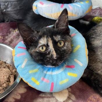 Domestic Short Hair Cats Available for Adoption in Wilmington, Delaware - Disney+ | PetCurious