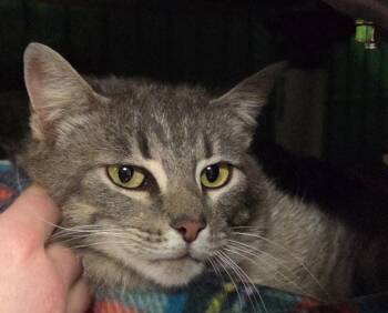 Domestic Short Hair Cats Available for Adoption in Olean, New York - Alice | PetCurious