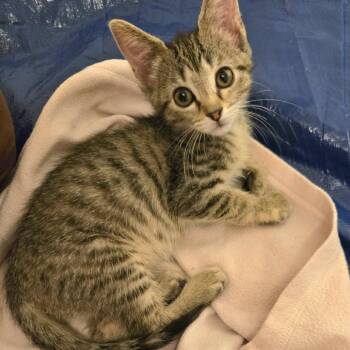 Domestic Short Hair Cats Available for Adoption in Belleville, Illinois - Calliope | PetCurious