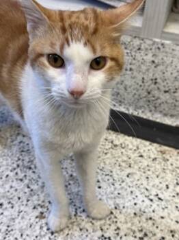 Rescue Domestic Short Hair Cats for Adoption in Atlanta, Georgia - Biscoff | PetCurious