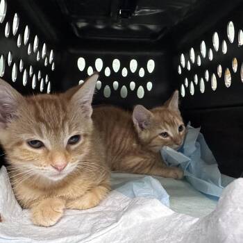 Ham -  Domestic Short Hair Cat for Adoption in Marion, Illinois - Ham | PetCurious