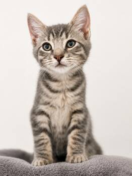 Malcolm -  Domestic Short Hair Cat for Adoption in Victor, New York - Malcolm | PetCurious