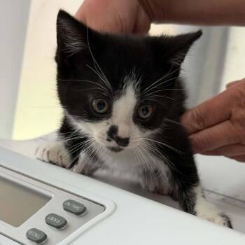 Bello -  Domestic Short Hair Cat for Adoption in Wakefield, Quebec - Bello | PetCurious