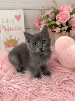 Helga Hairballs -  Domestic Short Hair Cat for Adoption in Chattanooga, Tennessee - Helga Hairballs | PetCurious