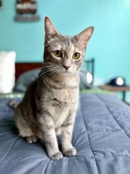 Rescue Domestic Short Hair Cats for Adoption in Boca Raton, Florida - Miley - LOCAL | PetCurious