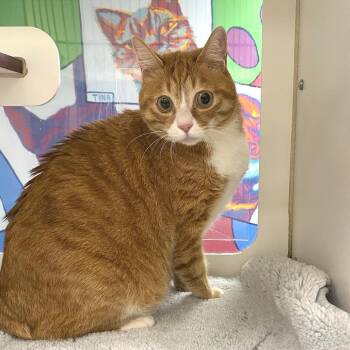 Cheeto -  Domestic Short Hair Cat for Adoption in Cheyenne, Wyoming - Cheeto | PetCurious