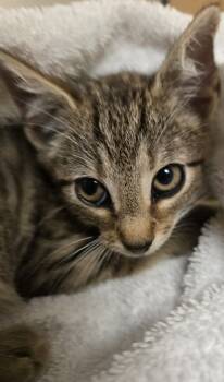 Rescue Domestic Short Hair Cats for Adoption in Raleigh, North Carolina - Sampson | PetCurious