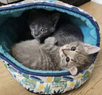 Stuart Little and Munch -  Domestic Short Hair Cat Available for Adoption in Indian Land, South Carolina - Stuart Little And Munch | PetCurious