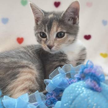 Ella -  Domestic Short Hair Cat for Adoption in Richmond, Virginia - Ella | PetCurious