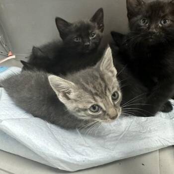 Hakan -  Domestic Short Hair Cat for Adoption in Indianapolis, Indiana - Hakan | PetCurious
