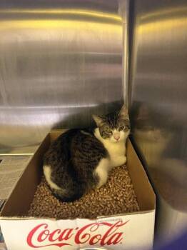 Domestic Short Hair Cats Available for Adoption - Jeter | PetCurious