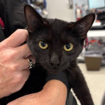 Rescue Domestic Short Hair Cats for Adoption in Milton, Florida - Pea Ridge Cat 2 | PetCurious