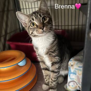 Breena -  Domestic Short Hair Cat for Adoption in Peachtree City, Georgia - Breena | PetCurious