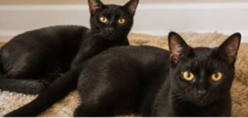 Mayce & Mayla -  Domestic Short Hair Cat for Adoption in Berkeley Heights, New Jersey - Mayce & Mayla | PetCurious