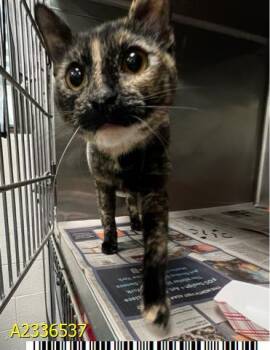 OWLETTE -  Domestic Short Hair Cat for Adoption in West Palm Beach, Florida - OWLETTE | PetCurious