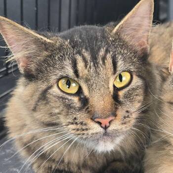 Domestic Short Hair Cats Available for Adoption in Elyria, Ohio - Mila | PetCurious