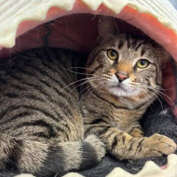 Rocket -  Domestic Short Hair Cat for Adoption in Buffalo, New York - Rocket | PetCurious