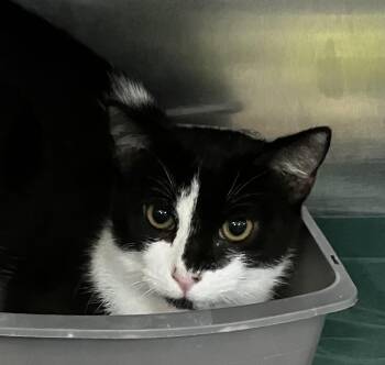Lucky -  Domestic Short Hair Cat for Adoption in Parma, Ohio - Lucky | PetCurious