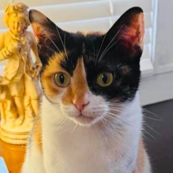 Sweetie -  Domestic Short Hair Cat for Adoption in Gordonsville, Tennessee - Sweetie | PetCurious