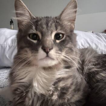 Domestic Medium Hair and Russian Blue Cats Available for Adoption in Austin, Texas - Winston The Great  | PetCurious