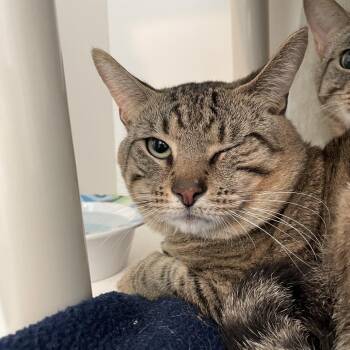 Strawberry -  Domestic Short Hair Cat for Adoption in Warwick, Rhode Island - Strawberry | PetCurious
