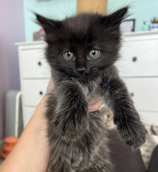 WYATT -  Domestic Medium Hair Cat Available for Adoption in Kenton, Delaware - WYATT | PetCurious