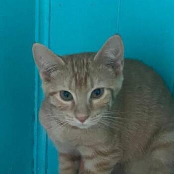 Buster -  Domestic Short Hair Cat for Adoption in Spencer, Indiana - Buster | PetCurious