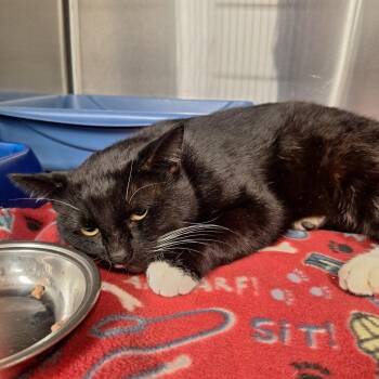 Raymond -  Domestic Short Hair Cat Available for Adoption in Gautier, Mississippi - Raymond | PetCurious