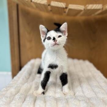 Pool Noodle--In Foster -  Domestic Short Hair Cat for Adoption in Fargo, North Dakota - Pool Noodle--In Foster | PetCurious