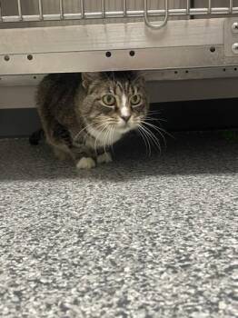 Rescue Domestic Short Hair Cats for Adoption in Lake Tapwingo, Missouri - Noodle | PetCurious