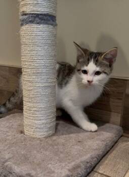 Benedict -  Domestic Short Hair Cat for Adoption in Osseo, Michigan - Benedict | PetCurious