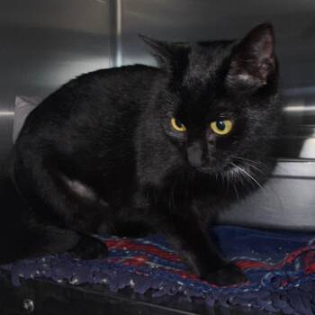 Domestic Short Hair Cats Available for Adoption - Pheobe | PetCurious