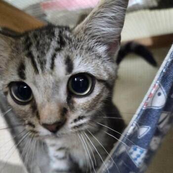 Summit -  Domestic Short Hair Cat for Adoption in Madison, Wisconsin - Summit | PetCurious