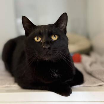 Domestic Short Hair Cats Available for Adoption - Pine | PetCurious