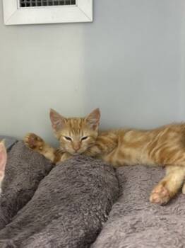 Rescue Domestic Short Hair Cats for Adoption in Cumming, Georgia - 1780-25 | PetCurious