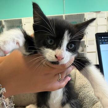 Domestic Short Hair Cats Available for Adoption in Lake Jackson, Texas - Jeffery | PetCurious