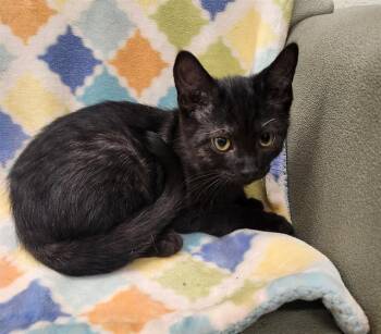 LEAH -  Domestic Short Hair Cat for Adoption in Peoria, Illinois - LEAH | PetCurious