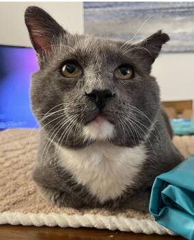 Rescue Domestic Short Hair Cats for Adoption in Malibu, California - Bart | PetCurious