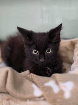 Fuzzbutt -  Domestic Long Hair Cat for Adoption in Carthage, Missouri - Fuzzbutt | PetCurious