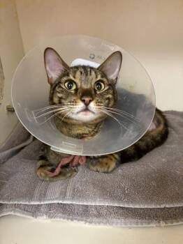 *Sorority* -  Domestic Short Hair Cat for Adoption in Salt Lake City, Utah - *Sorority* | PetCurious