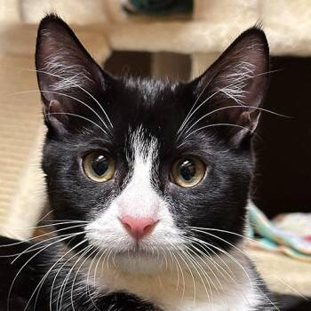 Ozzy Osbourne -  Domestic Short Hair Cat for Adoption in Crystal Lake, Illinois - Ozzy Osbourne | PetCurious