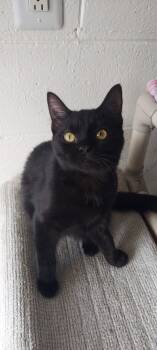Rescue Domestic Short Hair Cats for Adoption in Hartwell, Georgia - 7360 Genna | PetCurious
