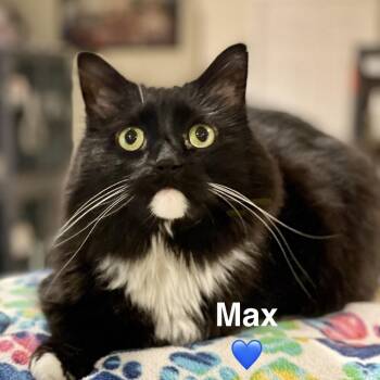 Max -  Domestic Medium Hair Cat for Adoption in Peachtree City, Georgia - Max | PetCurious