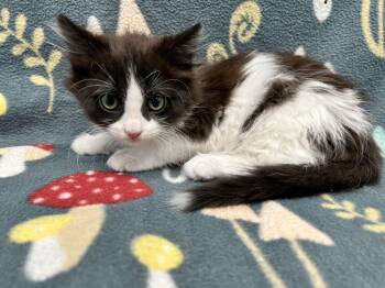 Aubry -  Domestic Long Hair Cat for Adoption in Bear, Delaware - Aubry | PetCurious