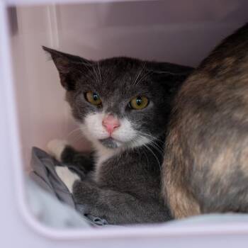 Vaux -  Domestic Short Hair Cat for Adoption in New York, New York - Vaux | PetCurious