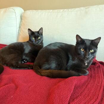 Domestic Short Hair Cats Available for Adoption - Shadow (red) | PetCurious