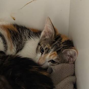 Vulpix -  Domestic Short Hair Cat for Adoption in Salt Lake City, Utah - Vulpix | PetCurious