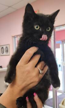 Spring -  Domestic Short Hair Cat for Adoption in Fall River, Massachusetts - Spring | PetCurious