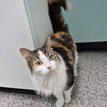 Domestic Short Hair Cats Available for Adoption in Clavet, Saskatchewan - Cleopatra | PetCurious
